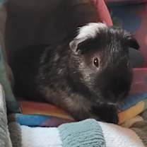 Thumbnail photo of Indigo #1