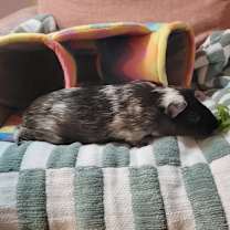 Thumbnail photo of Indigo #2