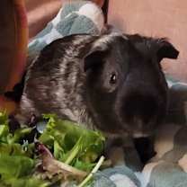 Thumbnail photo of Indigo #3