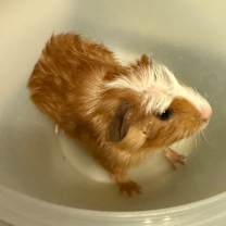 Thumbnail photo of Griffin #1