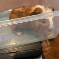 Thumbnail photo of Griffin #3