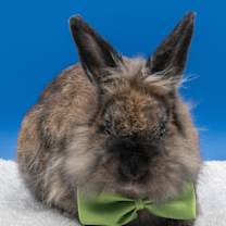 Thumbnail photo of Julian #1