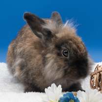 Thumbnail photo of Julian #2