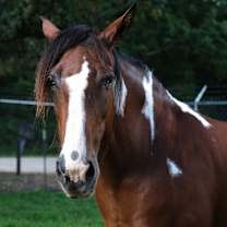 Thumbnail photo of Molly #1