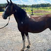 Thumbnail photo of Molly #4