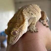 Thumbnail photo of Freckles #1