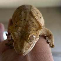 Thumbnail photo of Freckles #2