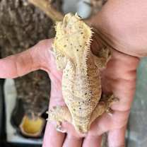 Thumbnail photo of Freckles #3