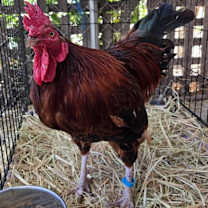 Thumbnail photo of McCartney #2