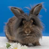 Thumbnail photo of Apple Pie #1