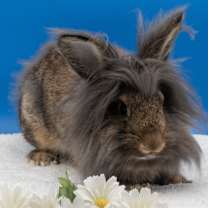 Thumbnail photo of Apple Pie #2