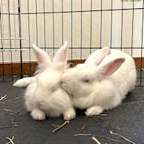 Thumbnail photo of Calla #2