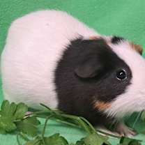 Thumbnail photo of Walter #3