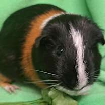 Thumbnail photo of Bear #2