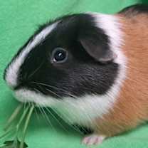 Thumbnail photo of Bear #3