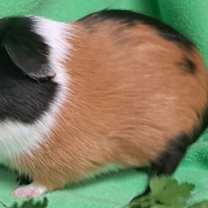 Thumbnail photo of Bear #4