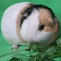 Thumbnail photo of Azula #1