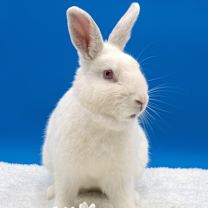 Thumbnail photo of Zelda #3