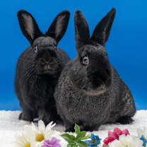 Thumbnail photo of Dewberry (and Mama Nellie) #1