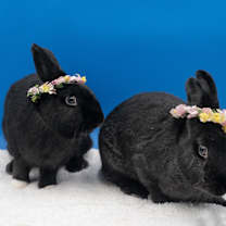 Thumbnail photo of Dewberry (and Mama Nellie) #3