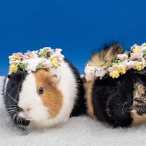 Thumbnail photo of Charlotte (& Sweetheart) #1