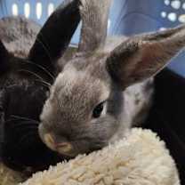 Thumbnail photo of Peter Pancake & Cecil  (MEDICAL HOLD) #1