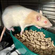 Thumbnail photo of Elma #4