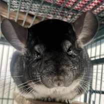 Thumbnail photo of Dumpling #2