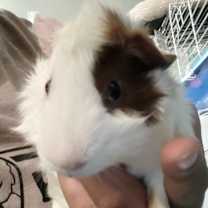 Thumbnail photo of Clive #1