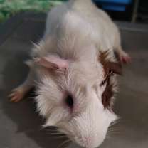 Thumbnail photo of Clive #2