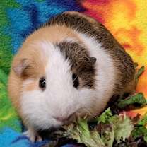 Thumbnail photo of Ginger #1