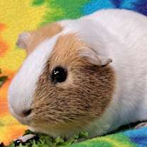 Thumbnail photo of Ginger #2