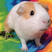 Thumbnail photo of Ginger #3