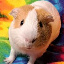 Thumbnail photo of Ginger #4