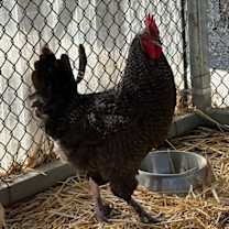 Thumbnail photo of Roosters! #3