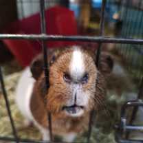 Thumbnail photo of Asqueakin #1