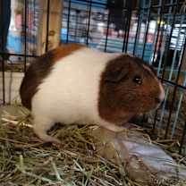 Thumbnail photo of Asqueakin #2