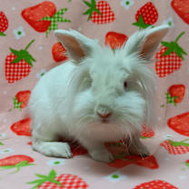 Thumbnail photo of Greta #1