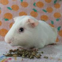 Thumbnail photo of Peppa #1