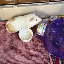 Thumbnail photo of Peppa #2