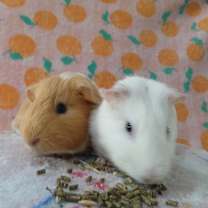 Thumbnail photo of Peppa #3