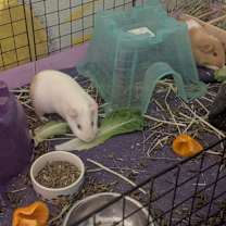 Thumbnail photo of Peppa #4