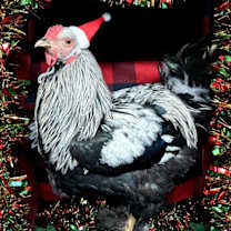 Thumbnail photo of Raptor #1