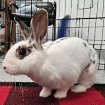 Thumbnail photo of Yvonne #3