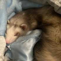 Thumbnail photo of Moon #2