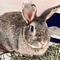 Thumbnail photo of Bunderella #1