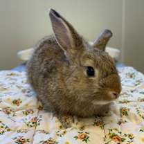 Thumbnail photo of Bun Solo #2