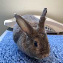 Thumbnail photo of Bunderella #2