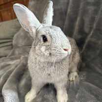 Thumbnail photo of Teddy #1