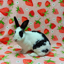 Thumbnail photo of Dawn #4